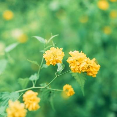 疯狂动物园圣诞版下载